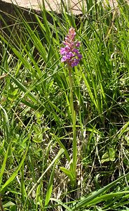 Gymnadenia conopsea (Orchidaceae)  - Gymnadénie moucheron, Orchis moucheron, Orchis moustique - Fragrant Orchid Hautes-Pyrenees [France] 11/07/2005 - 1890m