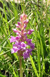 Gymnadenia conopsea (Orchidaceae)  - Gymnadénie moucheron, Orchis moucheron, Orchis moustique - Fragrant Orchid Hautes-Pyrenees [France] 11/07/2005 - 1890m