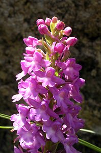 Gymnadenia conopsea (Orchidaceae)  - Gymnadénie moucheron, Orchis moucheron, Orchis moustique - Fragrant Orchid Hautes-Pyrenees [France] 11/07/2005 - 1890m