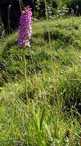 Gymnadenia conopsea (Orchidaceae)  - Gymnadénie moucheron, Orchis moucheron, Orchis moustique - Fragrant Orchid Hautes-Pyrenees [France] 12/07/2005 - 1890m