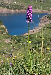 Gymnadenia conopsea (Orchidaceae)  - Gymnadénie moucheron, Orchis moucheron, Orchis moustique - Fragrant Orchid Hautes-Pyrenees [France] 12/07/2005 - 1890m