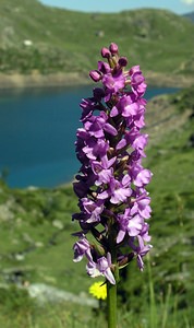 Gymnadenia conopsea (Orchidaceae)  - Gymnadénie moucheron, Orchis moucheron, Orchis moustique - Fragrant Orchid Hautes-Pyrenees [France] 12/07/2005 - 1890m