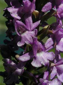 Gymnadenia conopsea (Orchidaceae)  - Gymnadénie moucheron, Orchis moucheron, Orchis moustique - Fragrant Orchid Hautes-Pyrenees [France] 12/07/2005 - 1890m
