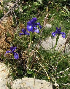 Iris latifolia (Iridaceae)  - Iris à feuilles larges, Iris xiphioïde - English Iris Sobrarbe [Espagne] 09/07/2005 - 1640m