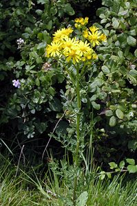 Jacobaea vulgaris (Asteraceae)  - Jacobée commune, Séneçon jacobée, Herbe de Saint-Jacques - Common Ragwort Kent [Royaume-Uni] 20/07/2005 - 110m