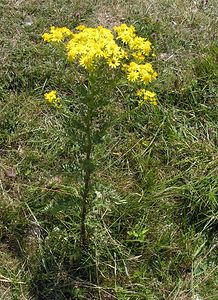 Jacobaea vulgaris (Asteraceae)  - Jacobée commune, Séneçon jacobée, Herbe de Saint-Jacques - Common Ragwort Kent [Royaume-Uni] 20/07/2005 - 110m