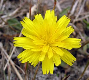 Leontodon saxatilis (Asteraceae)  - Liondent des rochers, Liondent faux pissenlit, Thrincie, Liondent à tige nue - Lesser Hawkbit Kent [Royaume-Uni] 21/07/2005 - 10m