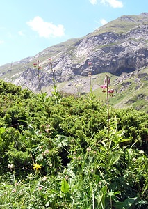 Lilium martagon (Liliaceae)  - Lis martagon, Lis de Catherine - Martagon Lily Hautes-Pyrenees [France] 11/07/2005 - 1890m