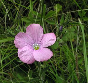 Linum viscosum (Linaceae)  - Lin visqueux Ribagorce [Espagne] 09/07/2005 - 1330m