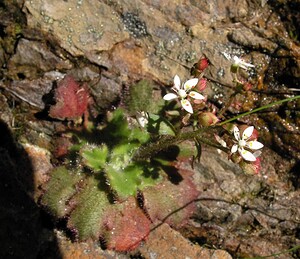 Micranthes clusii subsp. Clusii (Saxifragaceae)  - Saxifrage de l'écluse Ariege [France] 05/07/2005 - 1630m