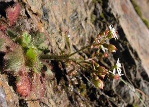 Micranthes clusii subsp. Clusii (Saxifragaceae)  - Saxifrage de l'écluse Ariege [France] 05/07/2005 - 1630m