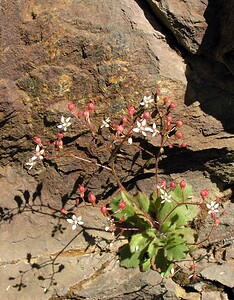 Micranthes clusii subsp. Clusii (Saxifragaceae)  - Saxifrage de l'écluse Ariege [France] 05/07/2005 - 1630m