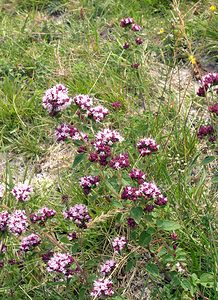 Origanum vulgare (Lamiaceae)  - Origan commun, Marjolaine sauvage - Wild Marjoram Kent [Royaume-Uni] 20/07/2005 - 110m