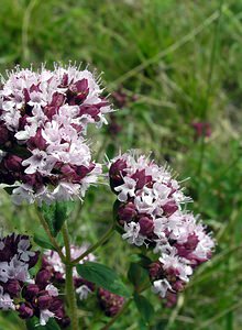 Origanum vulgare (Lamiaceae)  - Origan commun, Marjolaine sauvage - Wild Marjoram Kent [Royaume-Uni] 20/07/2005 - 110m