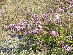 Origanum vulgare (Lamiaceae)  - Origan commun, Marjolaine sauvage - Wild Marjoram Kent [Royaume-Uni] 21/07/2005 - 10m