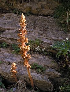 Orobanche alba (Orobanchaceae)  - Orobanche blanche, Orobanche du thym - Thyme Broomrape Haute-Ribagorce [Espagne] 09/07/2005 - 2040mforma hellebori,  parasitant un hell?bore