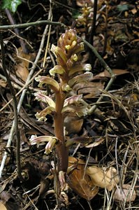 Orobanche hederae (Orobanchaceae)  - Orobanche du lierre - Ivy Broomrape Ariege [France] 05/07/2005 - 480m