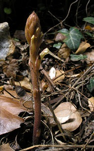 Orobanche hederae (Orobanchaceae)  - Orobanche du lierre - Ivy Broomrape Ariege [France] 05/07/2005 - 480m