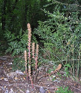 Orobanche hederae (Orobanchaceae)  - Orobanche du lierre - Ivy Broomrape Ariege [France] 05/07/2005 - 480m