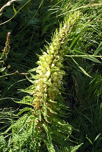 Pedicularis foliosa (Orobanchaceae)  - Pédiculaire feuillée, Pédiculaire feuillue Hautes-Pyrenees [France] 12/07/2005 - 1890m