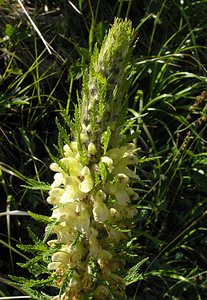 Pedicularis foliosa (Orobanchaceae)  - Pédiculaire feuillée, Pédiculaire feuillue Hautes-Pyrenees [France] 12/07/2005 - 1890m