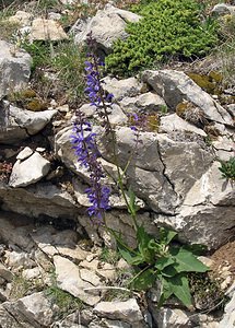 Salvia pratensis (Lamiaceae)  - Sauge des prés, Sauge commune - Meadow Clary Sobrarbe [Espagne] 09/07/2005 - 1640m