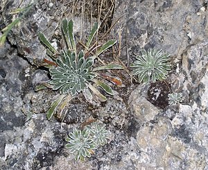Saxifraga longifolia (Saxifragaceae)  - Saxifrage à feuilles longues, Saxifrage à longues feuilles Hautes-Pyrenees [France] 11/07/2005 - 1890m