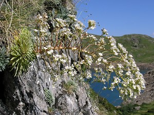 Saxifraga longifolia Saxifrage à feuilles longues, Saxifrage à longues feuilles