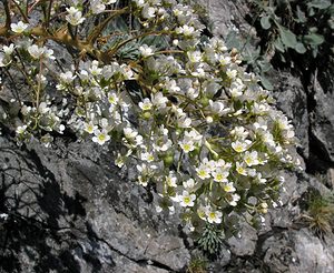 Saxifraga longifolia (Saxifragaceae)  - Saxifrage à feuilles longues, Saxifrage à longues feuilles Hautes-Pyrenees [France] 12/07/2005 - 1890m