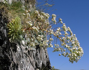 Saxifraga longifolia (Saxifragaceae)  - Saxifrage à feuilles longues, Saxifrage à longues feuilles Hautes-Pyrenees [France] 12/07/2005 - 1890m