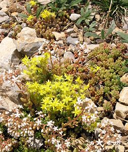 Sedum acre (Crassulaceae)  - Orpin âcre, Poivre de muraille, Vermiculaire, Poivre des murailles - Biting Stonecrop Sobrarbe [Espagne] 09/07/2005 - 1640m