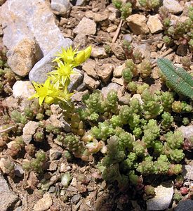 Sedum acre (Crassulaceae)  - Orpin âcre, Poivre de muraille, Vermiculaire, Poivre des murailles - Biting Stonecrop Sobrarbe [Espagne] 09/07/2005 - 1640m