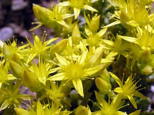 Sedum acre (Crassulaceae)  - Orpin âcre, Poivre de muraille, Vermiculaire, Poivre des murailles - Biting Stonecrop Sobrarbe [Espagne] 09/07/2005 - 1640m