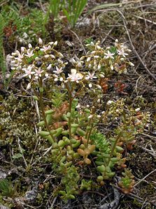 Sedum album (Crassulaceae)  - Orpin blanc - White Stonecrop Val-d'Aran [Espagne] 08/07/2005 - 1390m