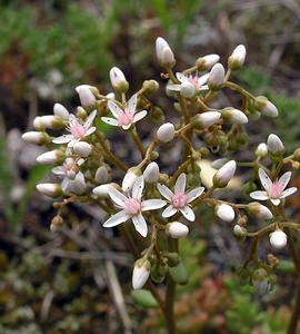 Sedum album (Crassulaceae)  - Orpin blanc - White Stonecrop Val-d'Aran [Espagne] 08/07/2005 - 1390m