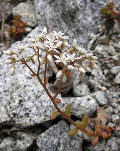 Sedum album (Crassulaceae)  - Orpin blanc - White Stonecrop Val-d'Aran [Espagne] 08/07/2005 - 1390m