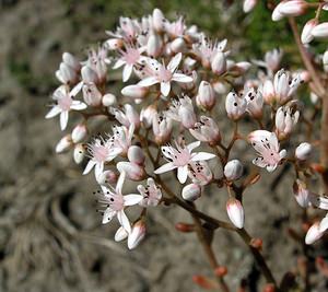 Sedum album (Crassulaceae)  - Orpin blanc - White Stonecrop Hautes-Pyrenees [France] 11/07/2005 - 1600m