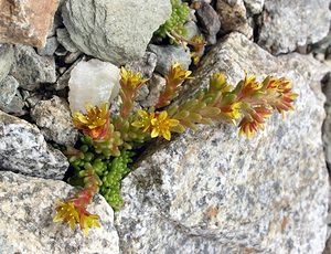 Sedum alpestre (Crassulaceae)  - Orpin alpestre, Orpin des Alpes Hautes-Pyrenees [France] 10/07/2005 - 2200m