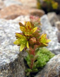 Sedum alpestre (Crassulaceae)  - Orpin alpestre, Orpin des Alpes Hautes-Pyrenees [France] 10/07/2005 - 2200m