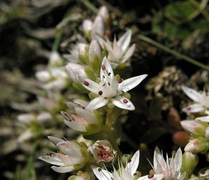 Sedum anglicum (Crassulaceae)  - Orpin d'Angleterre, Orpin anglais - English Stonecrop Ariege [France] 05/07/2005 - 1630m
