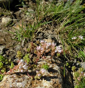 Sedum anglicum (Crassulaceae)  - Orpin d'Angleterre, Orpin anglais - English Stonecrop Ariege [France] 05/07/2005 - 1630m