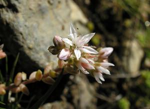 Sedum anglicum (Crassulaceae)  - Orpin d'Angleterre, Orpin anglais - English Stonecrop Ariege [France] 05/07/2005 - 1630m