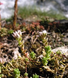 Sedum anglicum (Crassulaceae)  - Orpin d'Angleterre, Orpin anglais - English Stonecrop Hautes-Pyrenees [France] 10/07/2005 - 1290m