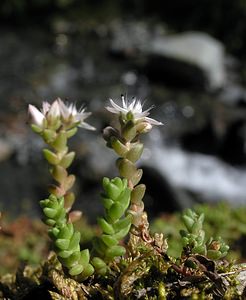 Sedum anglicum (Crassulaceae)  - Orpin d'Angleterre, Orpin anglais - English Stonecrop Hautes-Pyrenees [France] 10/07/2005 - 1290m