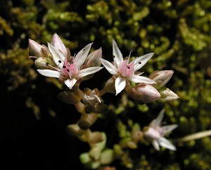 Sedum anglicum (Crassulaceae)  - Orpin d'Angleterre, Orpin anglais - English Stonecrop Hautes-Pyrenees [France] 10/07/2005 - 1290m