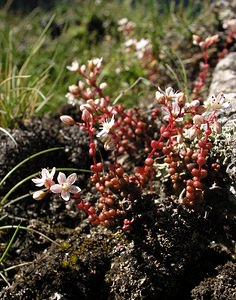 Sedum brevifolium (Crassulaceae)  - Orpin à feuilles courtes Ariege [France] 05/07/2005 - 1630m