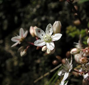 Sedum brevifolium (Crassulaceae)  - Orpin à feuilles courtes Ariege [France] 05/07/2005 - 1630m