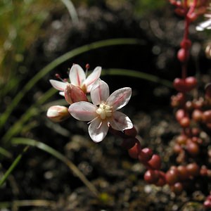 Sedum brevifolium (Crassulaceae)  - Orpin à feuilles courtes Ariege [France] 05/07/2005 - 1630m