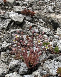 Sedum dasyphyllum (Crassulaceae)  - Orpin à feuilles poilues, Orpin à feuilles serrées, Orpin à feuilles épaisses - Thick-leaved Stonecrop Val-d'Aran [Espagne] 08/07/2005 - 1390m