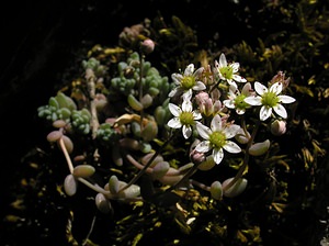 Sedum dasyphyllum (Crassulaceae)  - Orpin à feuilles poilues, Orpin à feuilles serrées, Orpin à feuilles épaisses - Thick-leaved Stonecrop Hautes-Pyrenees [France] 11/07/2005 - 1890m